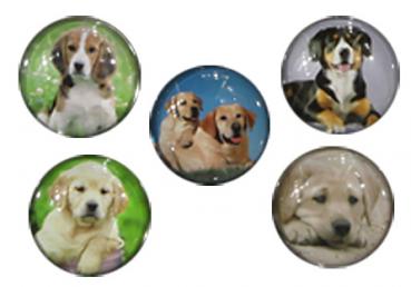 "Magnet ""Hunde"", d=3,5 cm Glas/Magnet, 30 Magnete auf Metalltafel, 6/s  B:3,5x